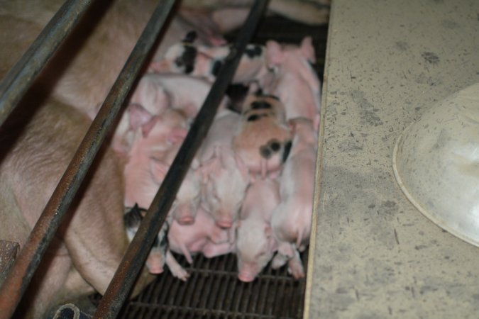 Piglets in farrowing crates