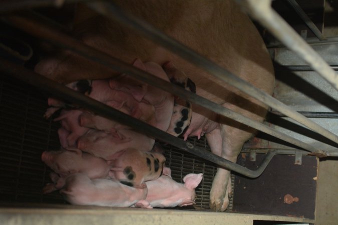 Farrowing crates