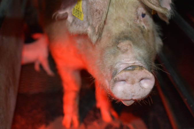 Sow in farrowing crates