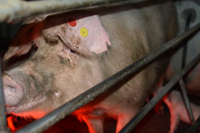 Sow in farrowing crates