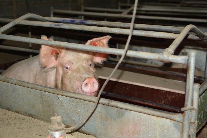 Sow in farrowing crates