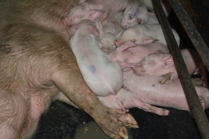 Farrowing crates