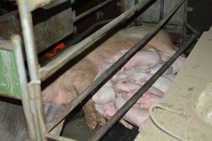 Farrowing crates