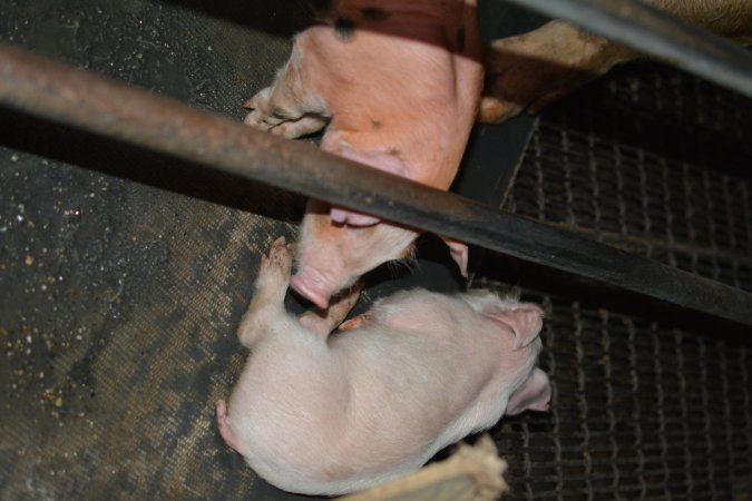 Farrowing crates