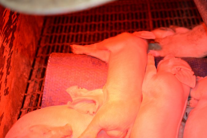 Farrowing crates