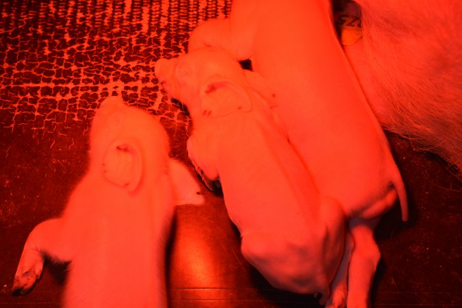 Farrowing crates
