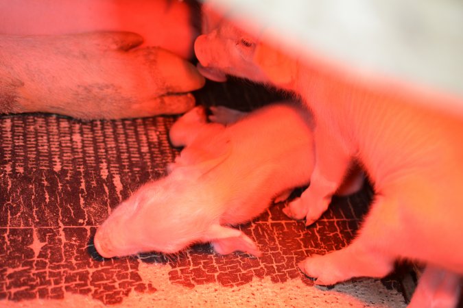 Piglets in farrowing crates