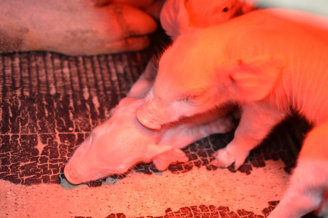 Piglets in farrowing crates