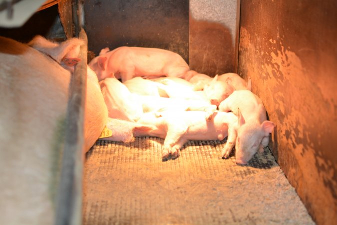 Piglets in farrowing crates