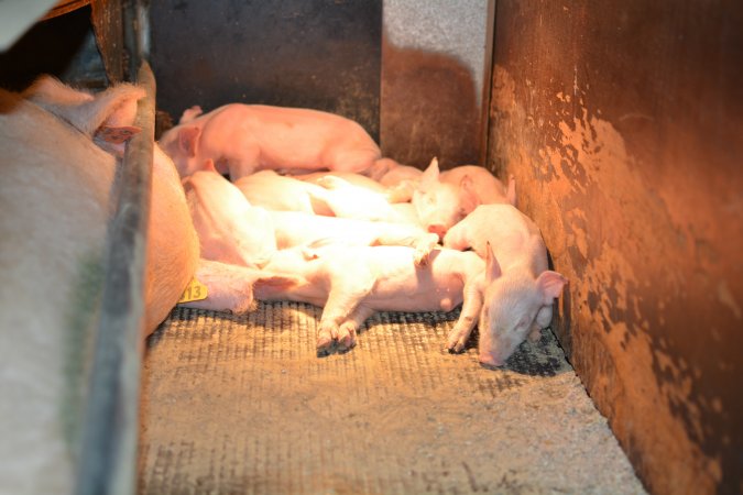 Piglets in farrowing crates