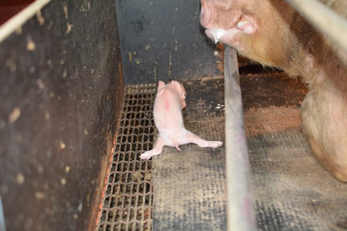 Splayed piglet in farrowing crates