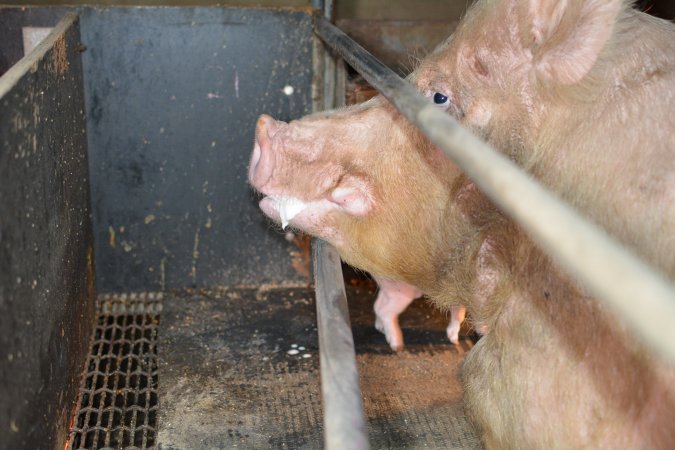 Sow in farrowing crates