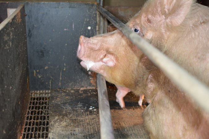 Sow in farrowing crates