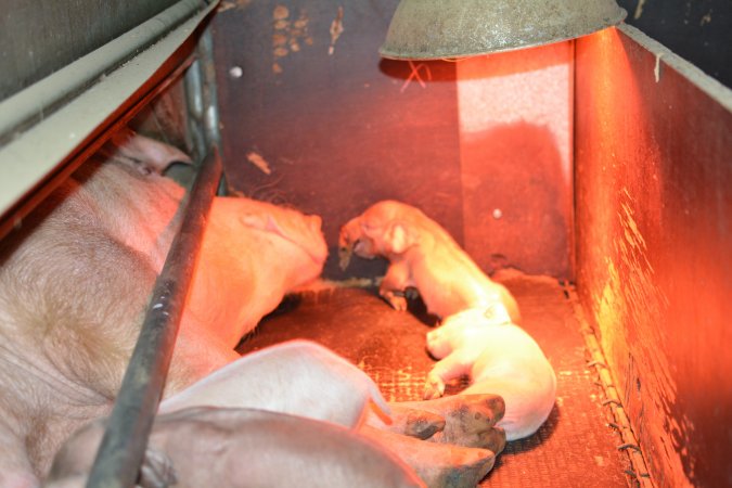 Farrowing crates