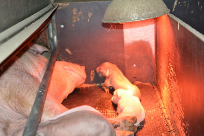 Farrowing crates