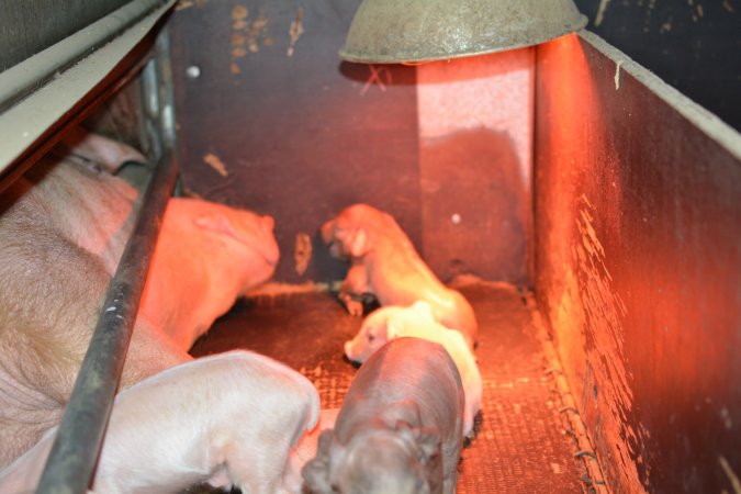 Farrowing crates