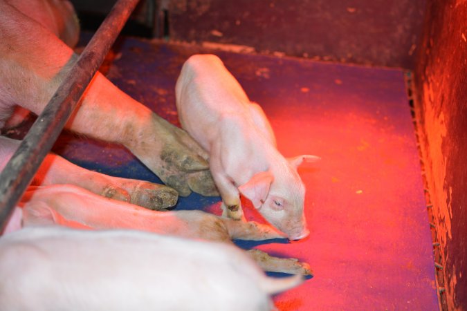 Piglet in farrowing crates