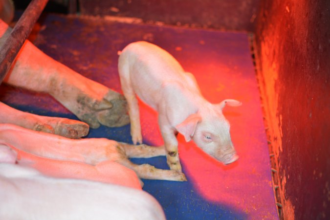 Piglet in farrowing crates