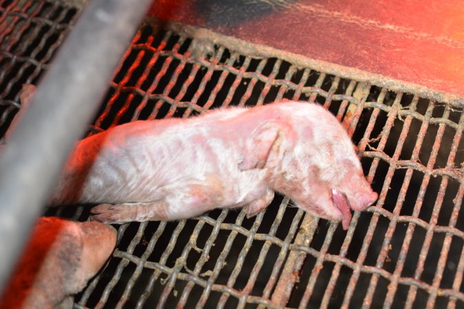 Dead piglet in farrowing crates