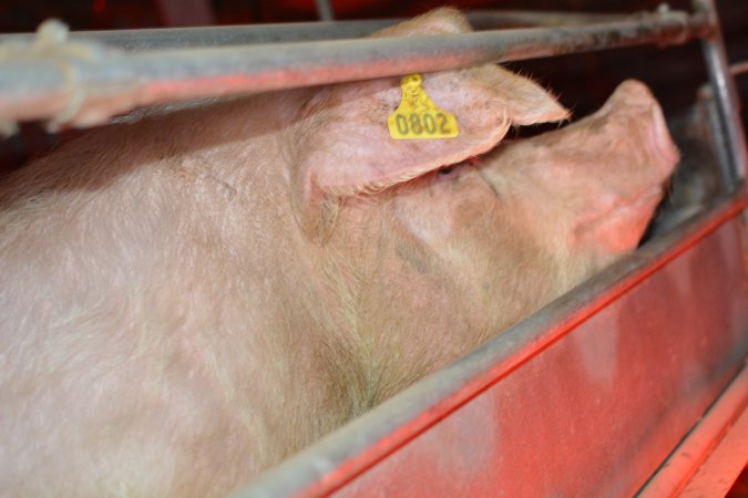 Sow in farrowing crates