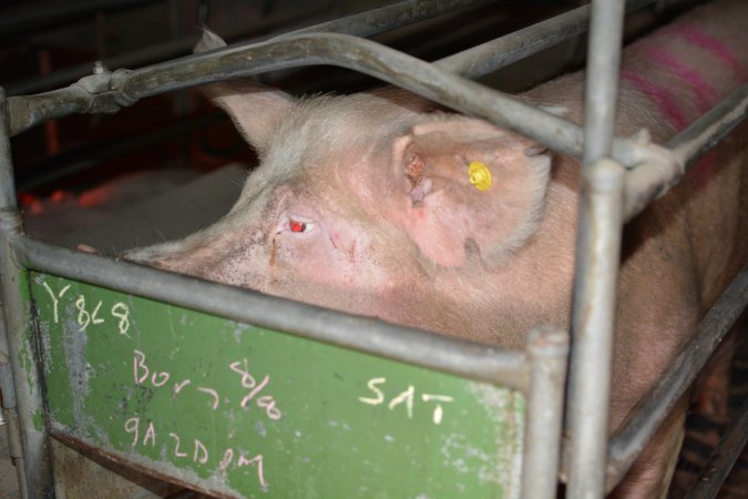 Sow in farrowing crate