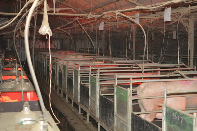 Farrowing crates