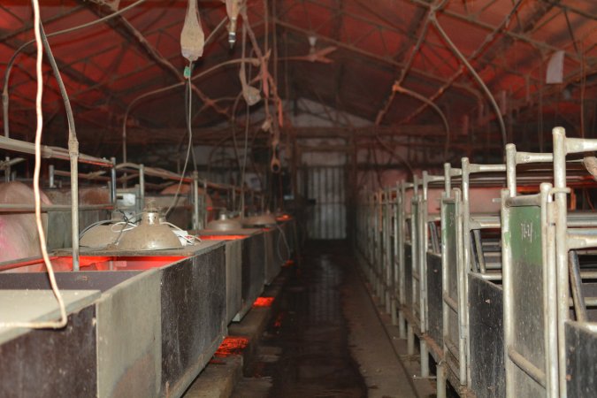 Farrowing crates