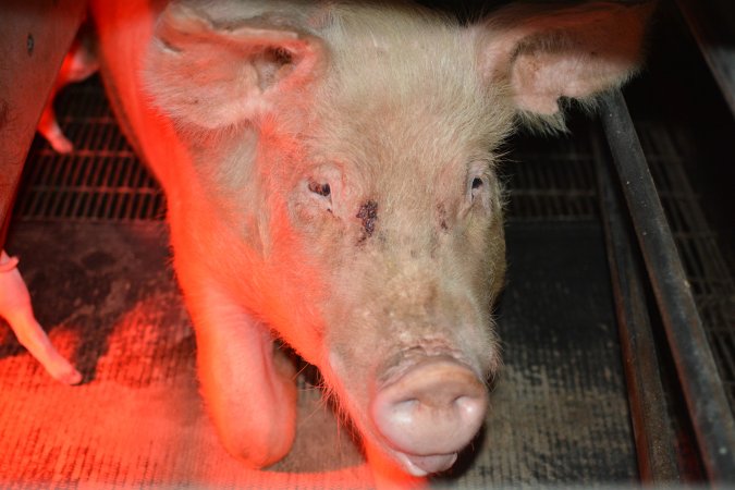 Sow in farrowing crates