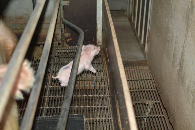 Piglet in farrowing crates