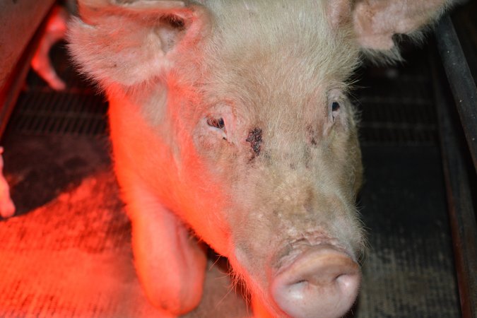 Sow in farrowing crates