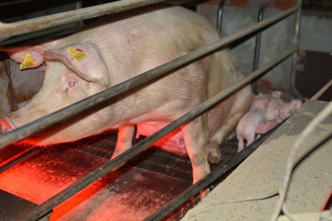 Farrowing crates