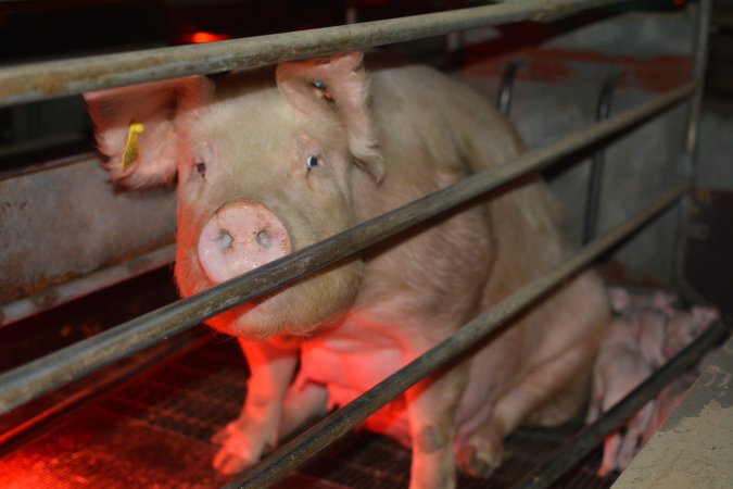 Farrowing crates