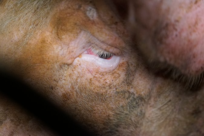 Farrowing crates at Ludale Piggery SA