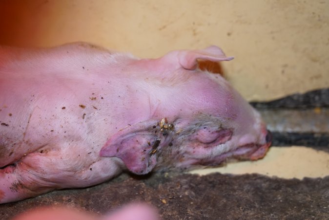 Farrowing crates at Ludale Piggery SA