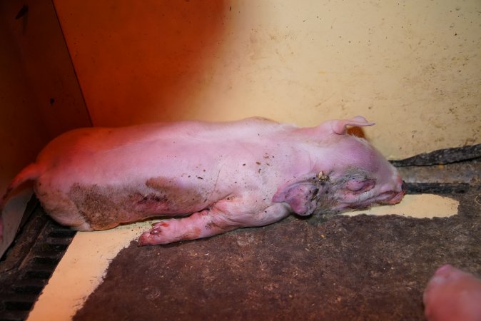 Farrowing crates at Ludale Piggery SA