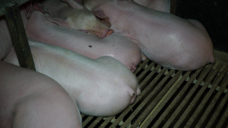 Farrowing crates