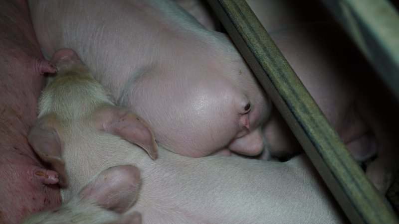 Farrowing crates