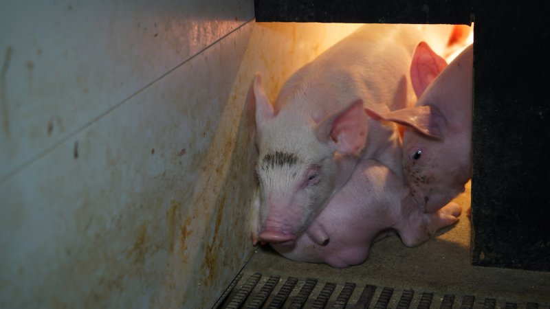 Farrowing crates