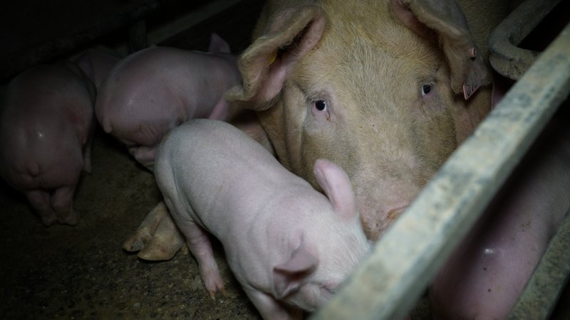 Farrowing crates