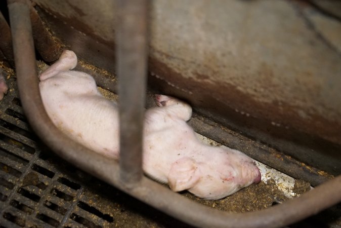 Farrowing crates at Ludale Piggery SA