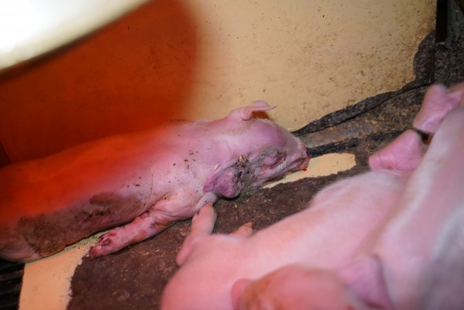 Farrowing crates at Ludale Piggery SA