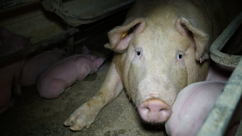 Farrowing crates