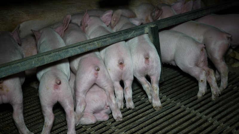 Farrowing crates