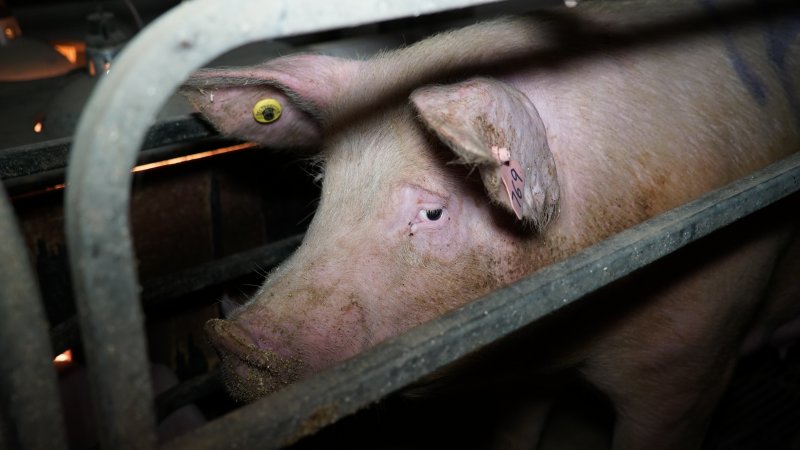 Farrowing crates