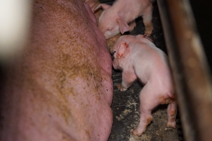 Farrowing crates at Ludale Piggery SA