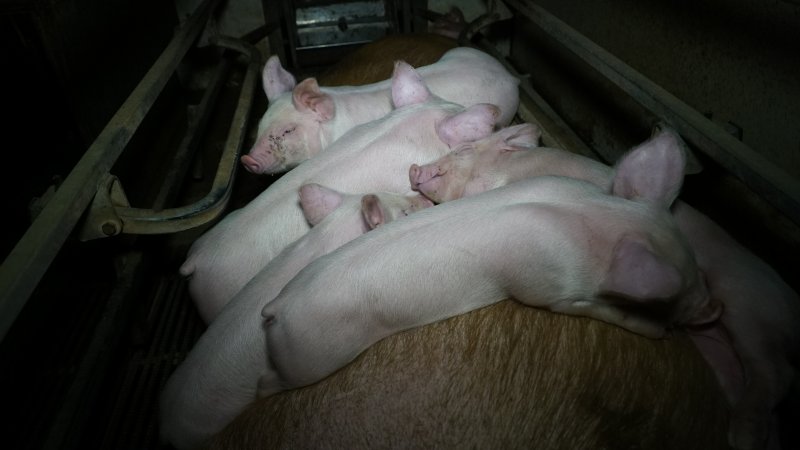 Piglets sleeping on mother