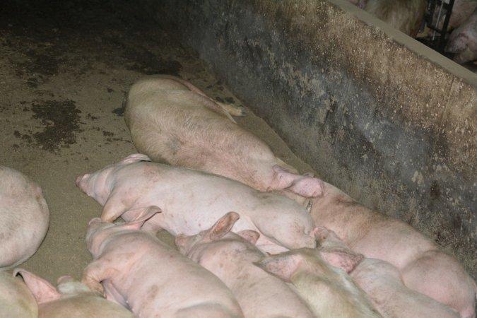 Group housing for grower pigs