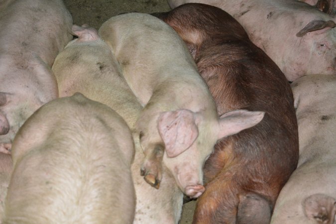 Group housing for grower pigs