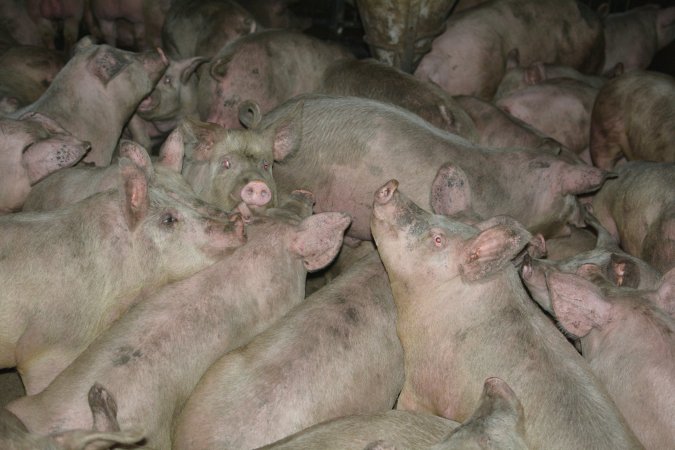 Group housing for grower pigs