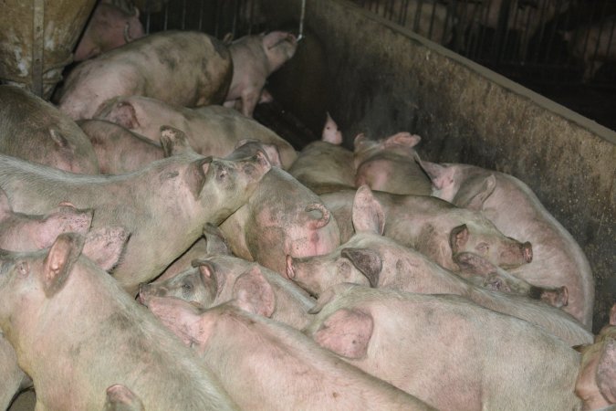 Group housing for grower pigs